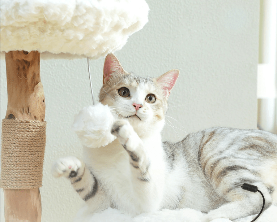 arbre a chat bois fleur chat joue