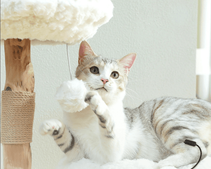 arbre a chat bois fleur chat joue