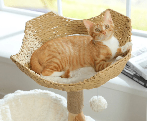 arbre a chat en bois chat tigre roux dans panier osier