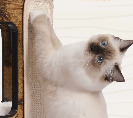 arbre à chat en bois gros plan birman gratte