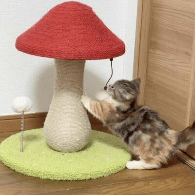 Arbre à Chat - MushroomCatTower™ - L'Esprit du Chat Zen