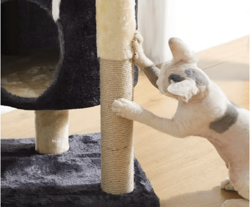 arbre a chat pas cher sphynx griffe