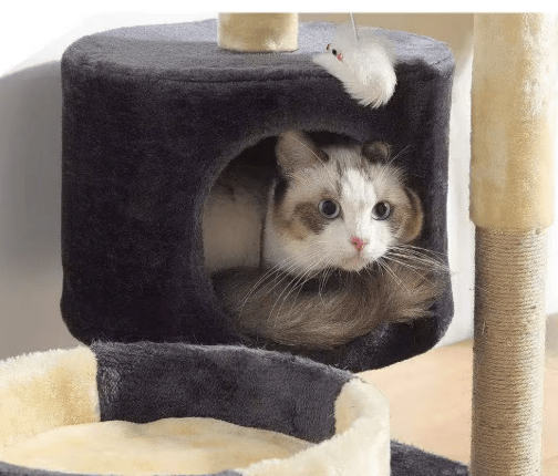 arbre a chat pas cher chat couche niche