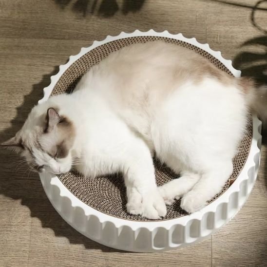 griffoir chat blanc chat type snowshoe dors