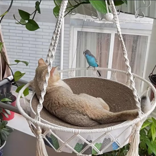 Hamac pour chat chat couché de dos et oiseau jardin