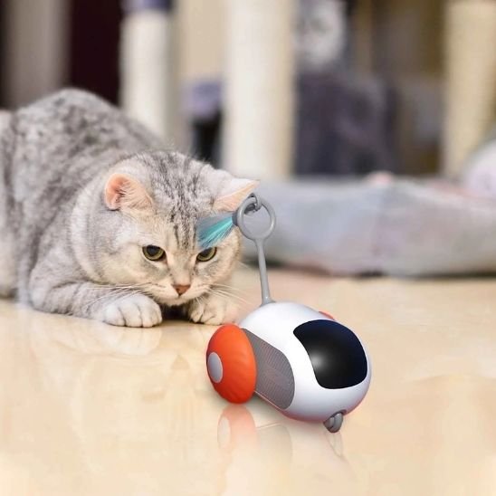 jouet chat voiturette orange chat tigre en mode attaque