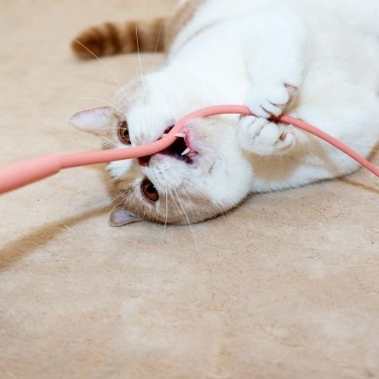 Jouet pour chat baton imite queue rat chat qui mort dedans