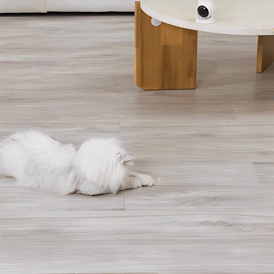 Laser chat | Chat’perché - L'Esprit du Chat Zen